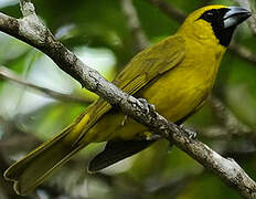 Yellow-green Grosbeak