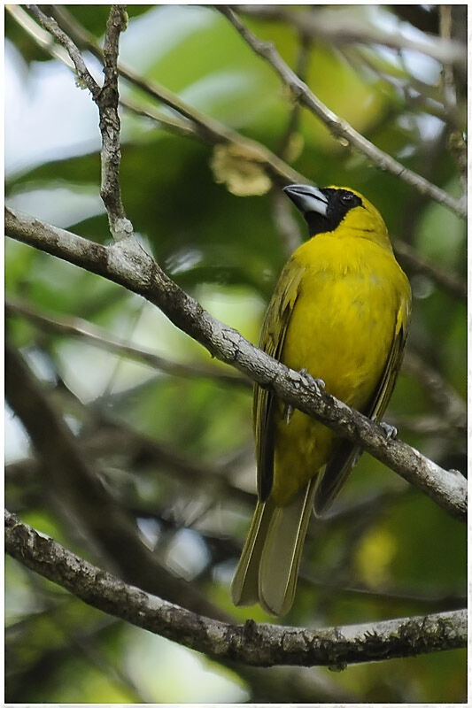 Yellow-green Grosbeakadult