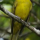 Cardinal flavert
