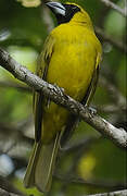 Yellow-green Grosbeak