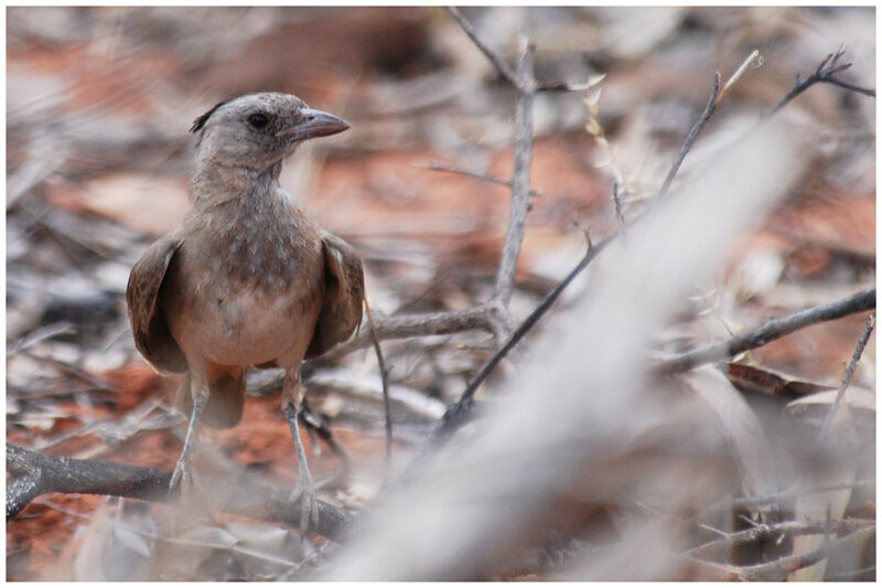 Crested Bellbird female adult