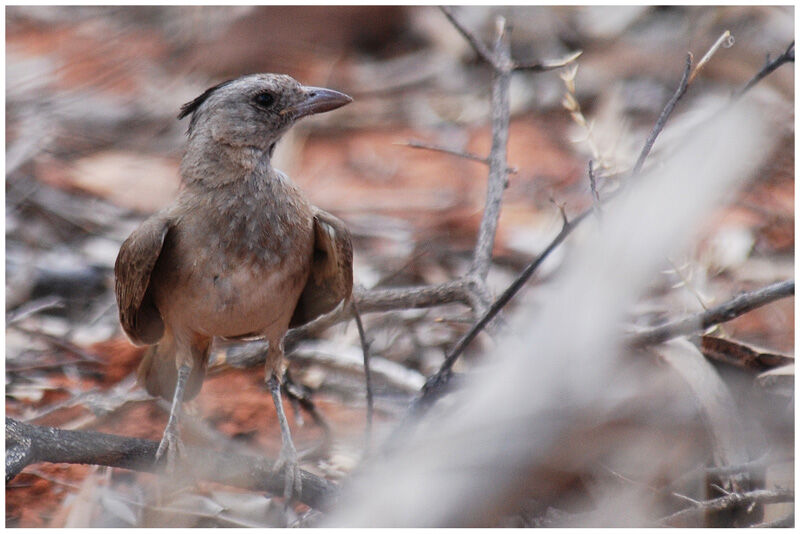 Crested Bellbird female adult