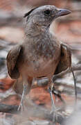 Crested Bellbird