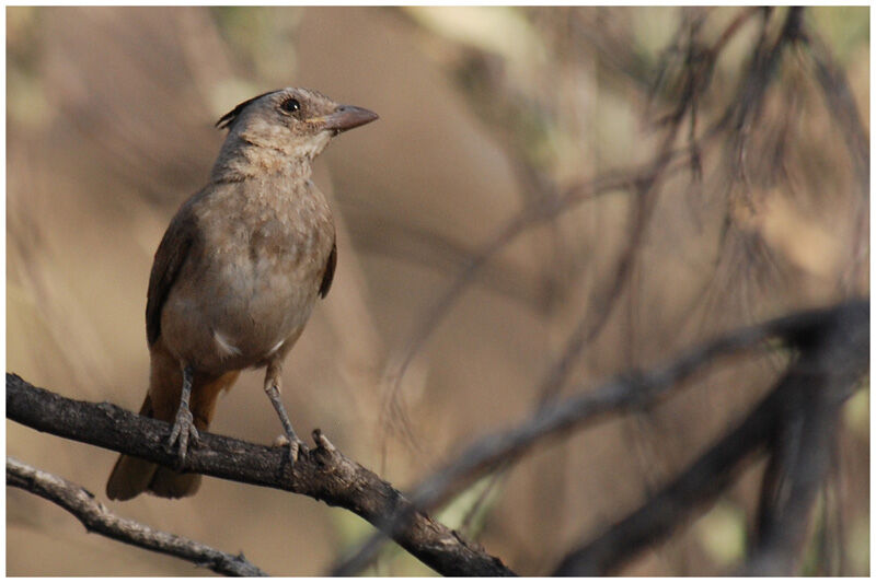 Crested Bellbird