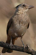 Crested Bellbird