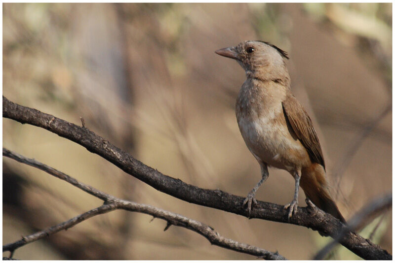 Crested Bellbird