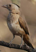 Crested Bellbird