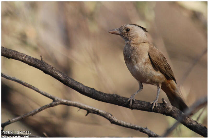 Crested Bellbird female adult, identification