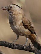 Crested Bellbird