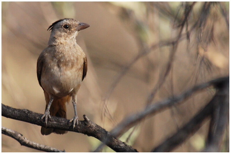 Crested Bellbird female adult