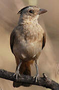 Crested Bellbird