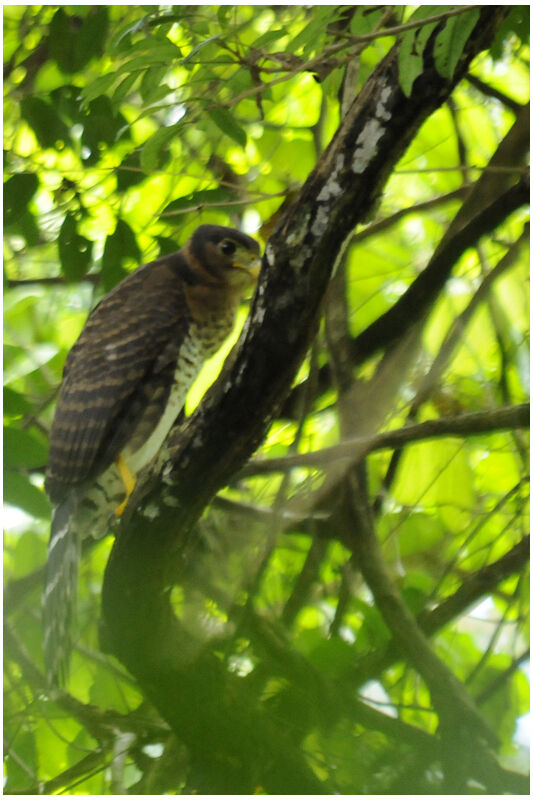 Collared Forest Falconimmature