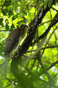 Collared Forest Falcon