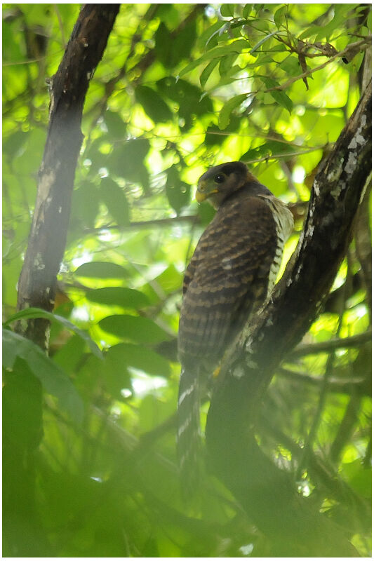 Collared Forest Falconimmature