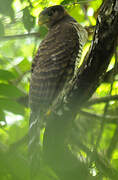 Collared Forest Falcon