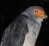 Lined Forest Falcon