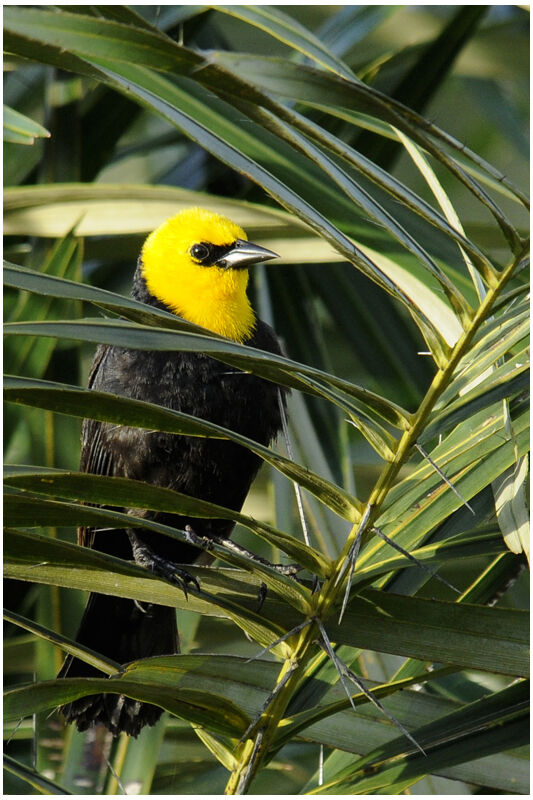 Yellow-hooded Blackbird male adult