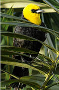 Yellow-hooded Blackbird