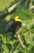 Yellow-hooded Blackbird