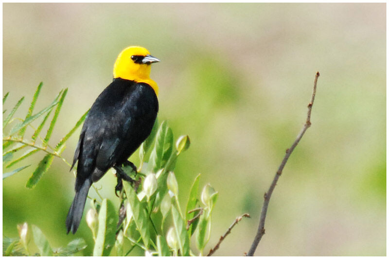 Yellow-hooded Blackbird male adult