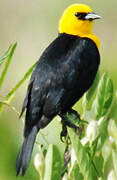 Yellow-hooded Blackbird