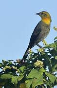 Yellow-hooded Blackbird