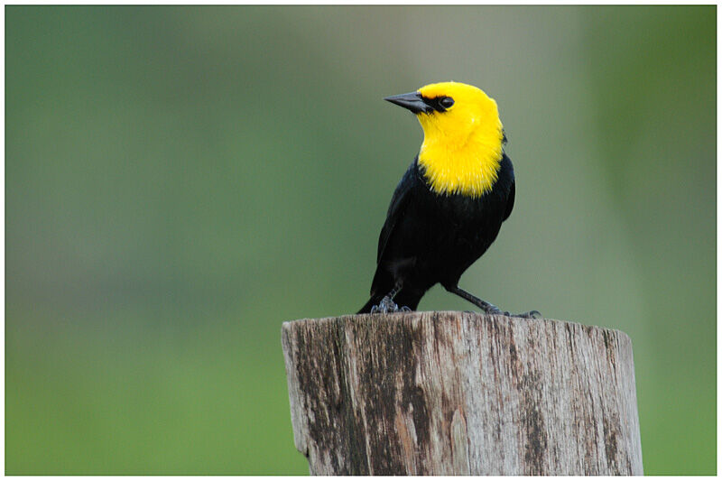 Yellow-hooded Blackbird male adult