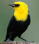 Yellow-hooded Blackbird