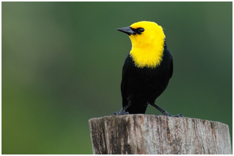 Yellow-hooded Blackbird male adult