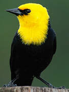 Yellow-hooded Blackbird