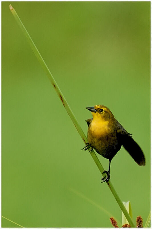 Yellow-hooded Blackbird female adult