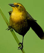 Yellow-hooded Blackbird