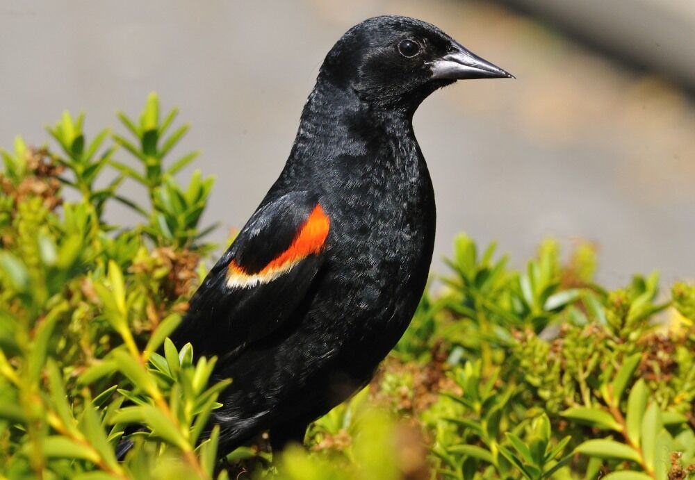 Red-winged Blackbird