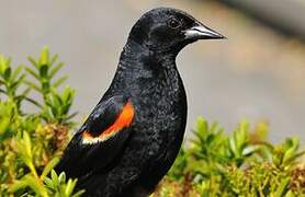 Red-winged Blackbird