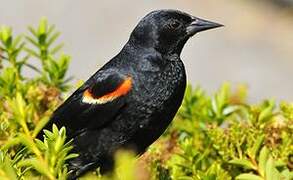 Red-winged Blackbird