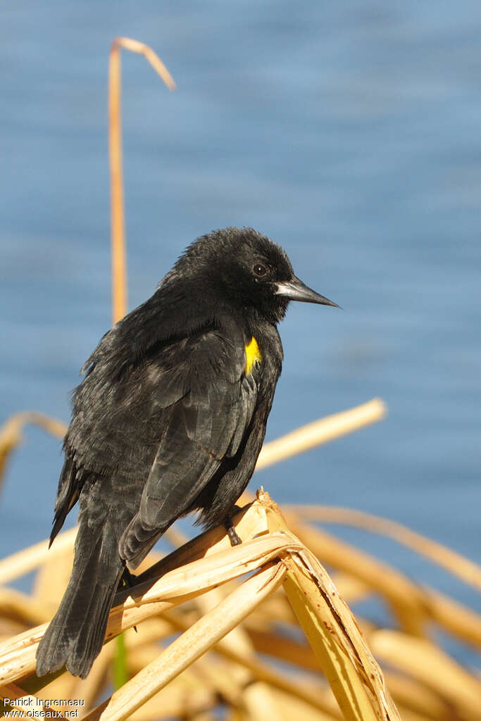 Yellow-winged Blackbird male adult, habitat, pigmentation