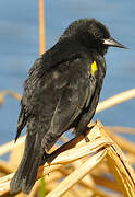 Yellow-winged Blackbird