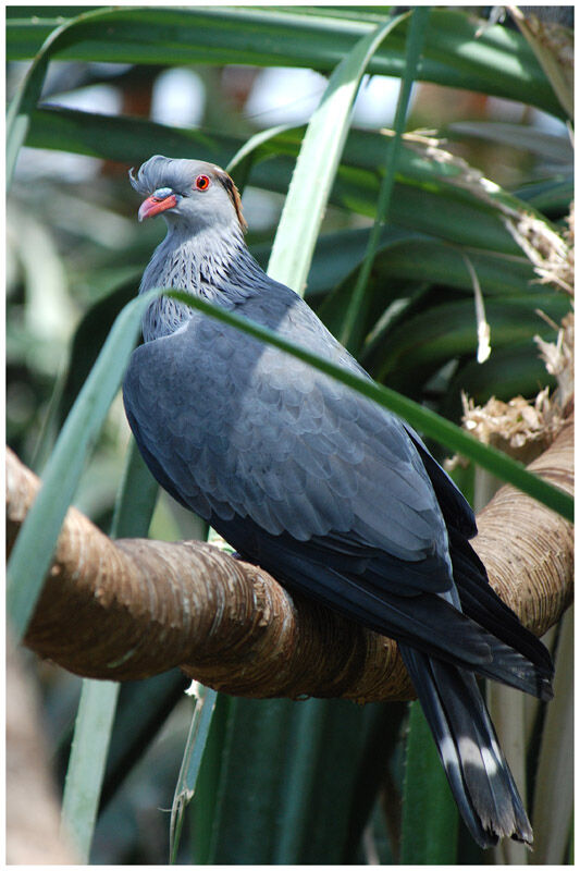 Topknot Pigeonadult