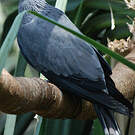 Carpophage à double huppe