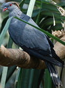 Topknot Pigeon