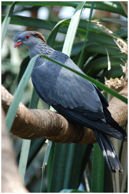 Topknot Pigeonadult