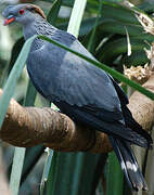 Topknot Pigeon