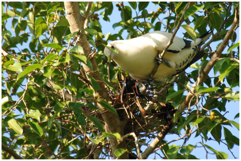 Torresian Imperial Pigeonadult breeding