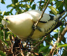 Torresian Imperial Pigeon