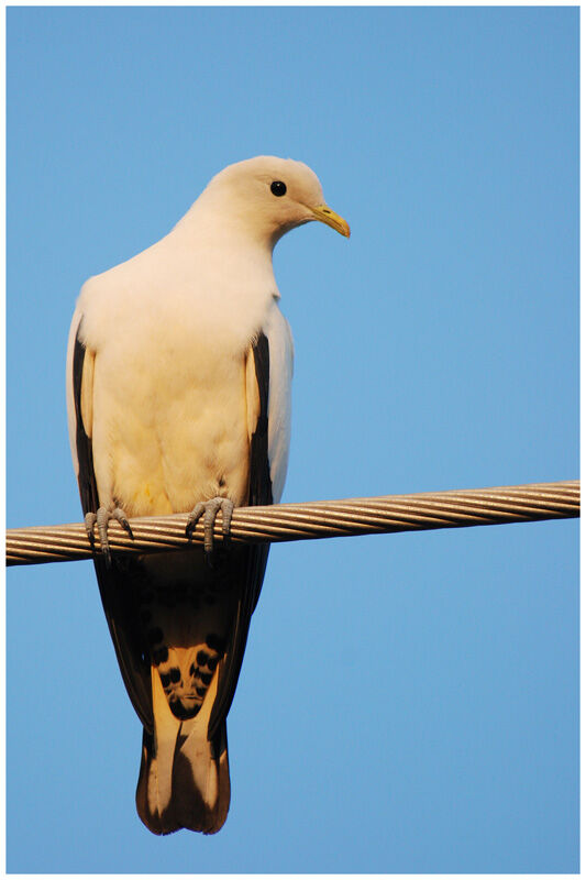 Torresian Imperial Pigeonadult