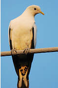 Torresian Imperial Pigeon