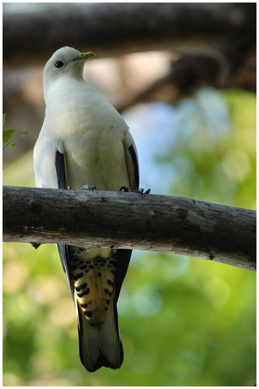 Torresian Imperial Pigeonadult