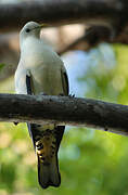 Torresian Imperial Pigeon