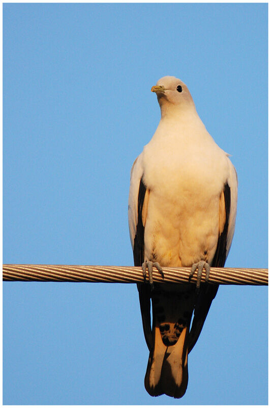 Torresian Imperial Pigeonadult