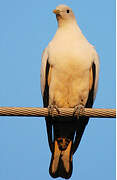 Torresian Imperial Pigeon